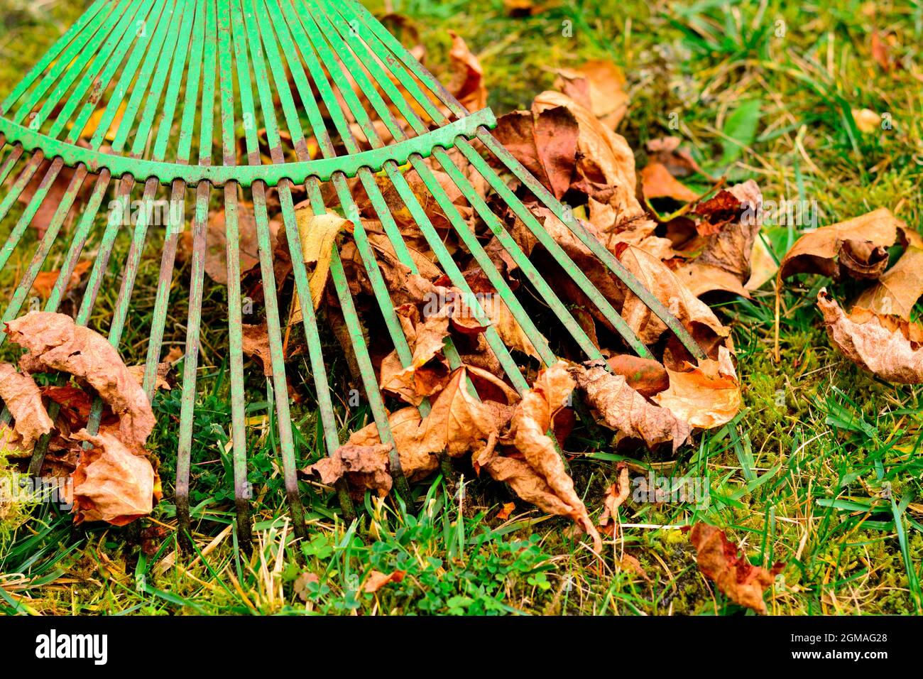 Râteler dans le jardin, en ramassant les feuilles sèches tombées en automne Banque D'Images
