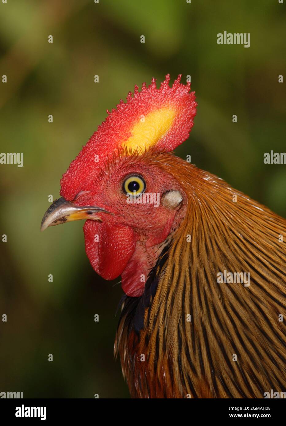 Sri Lanka Junglewhid (Gallus lafayettii) gros plan du chef de mâle adulte (endémique au Sri Lanka) Forêt de Sinharaja, Sri Lanka Décembre Banque D'Images