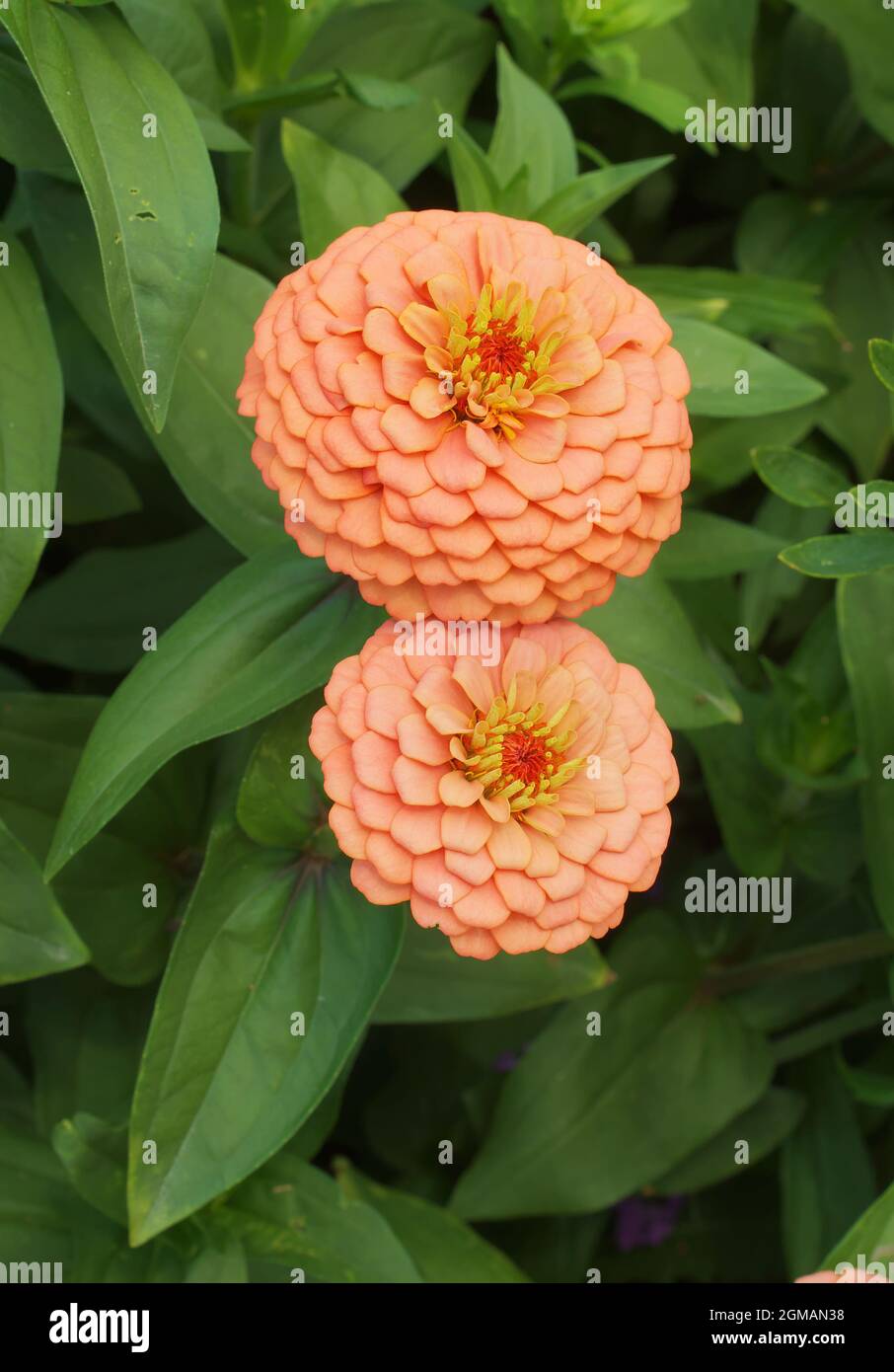 Plante à fleurs d'orange Zinnia elegans dans le parc. Également connu sous  le nom de jeune et d'âge, zinnia commune ou zinnia élégante Photo Stock -  Alamy