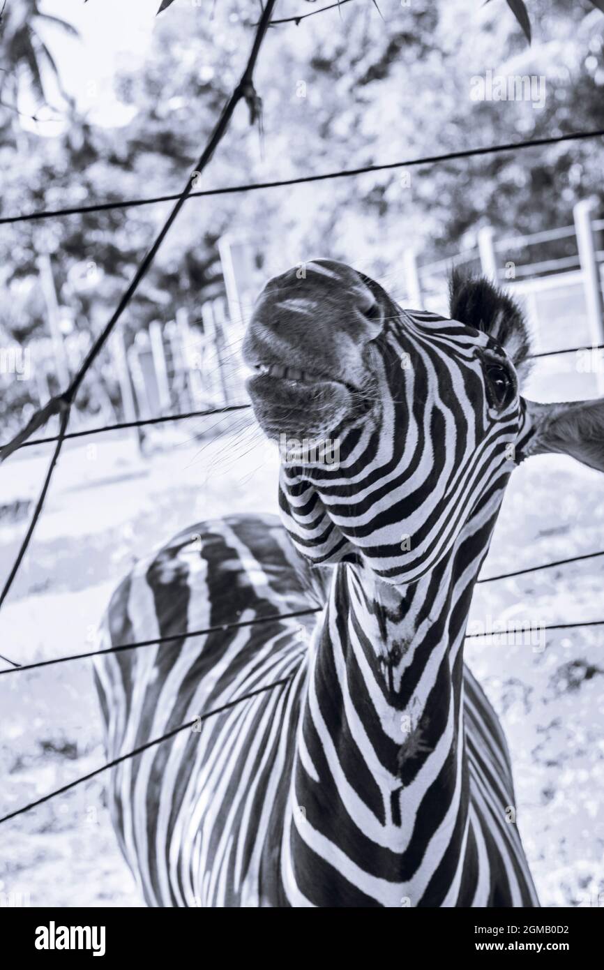 Zèbre curieux dans le zoo de Salvador, Bahia, Brésil. Les zèbres sont des mammifères qui appartiennent à la famille des chevaux, les équidés, natifs de L'A central et du sud Banque D'Images