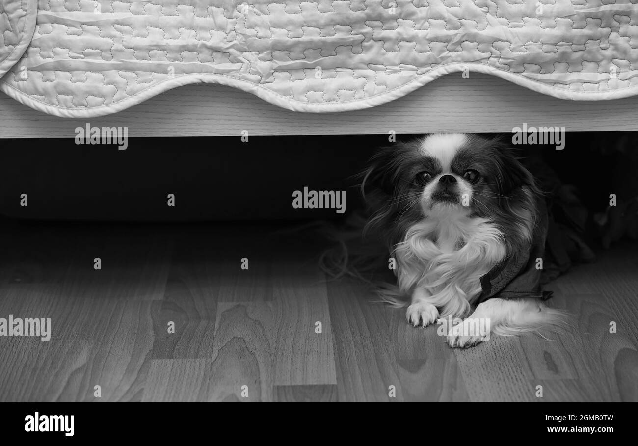 Les chiens de race de décoration. Petit chien domestique. Le chien se cache  sous le lit.chien hin japonais Photo Stock - Alamy