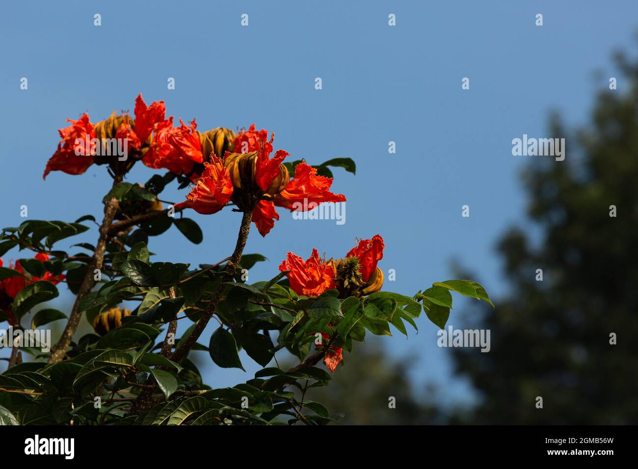 Fleurs rouges de tulipe africaine contre ciel bleu. Banque D'Images