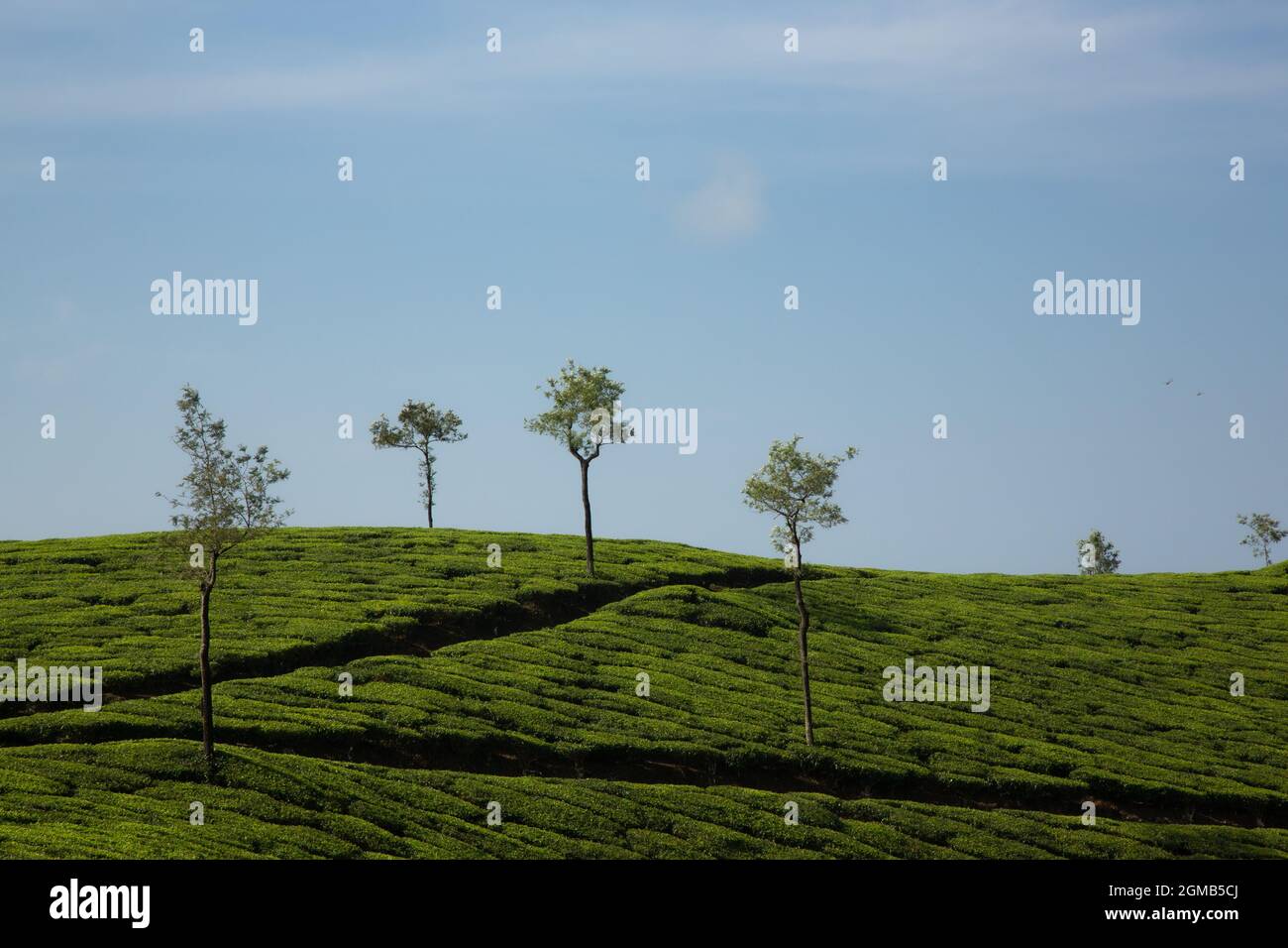 Plantation de thé en Inde, Kerala Banque D'Images