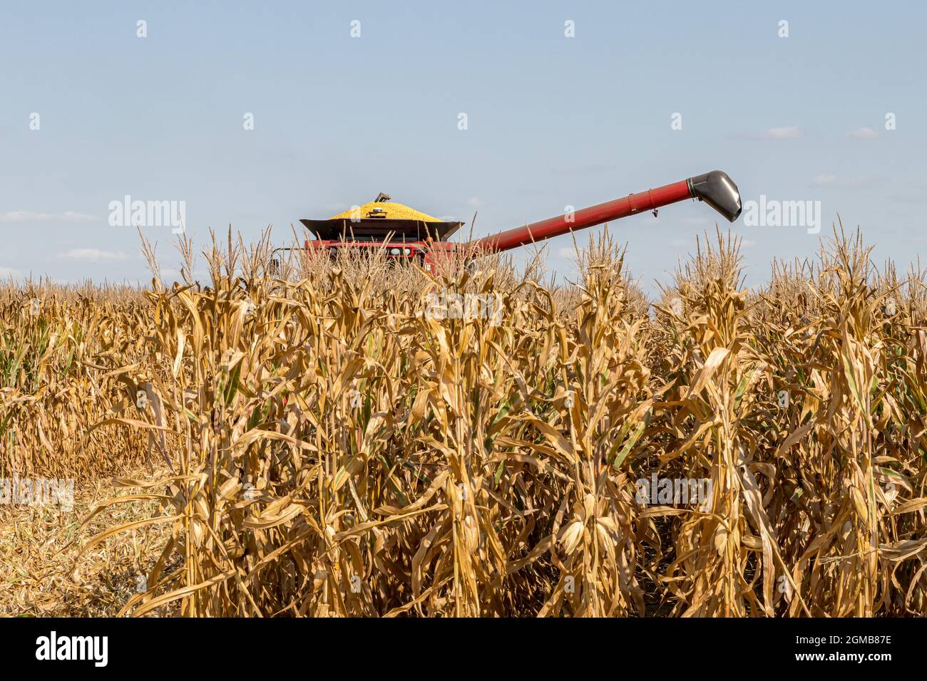 Champ de maïs en automne pendant la récolte de maïs. Moissonneuse-batteuse en arrière-plan. Concept d'agriculture, de récolte, de commerce et d'exportation Banque D'Images