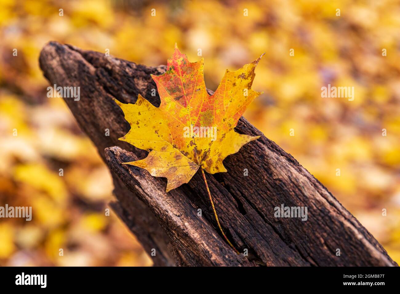 Feuille jaune sur la bûche avec feuillage d'automne en arrière-plan. Concept automne et automne Banque D'Images