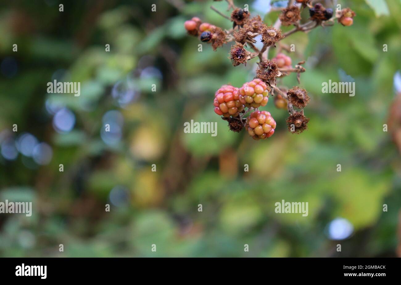 Au cœur de la richesse de la nature, une tapisserie vibrante de mûres et de framboises émerge sur un fond doux et flou. Une délicieuse symphonie de Banque D'Images