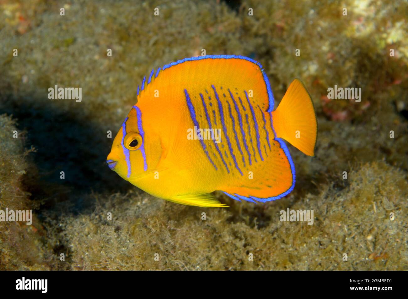 Juvéniles de Clarion Angelfish, Holacanthus clarionensis, à San Benedicto, îles Revillagigedo, Mexique. Profondeur: 24,7m. Banque D'Images