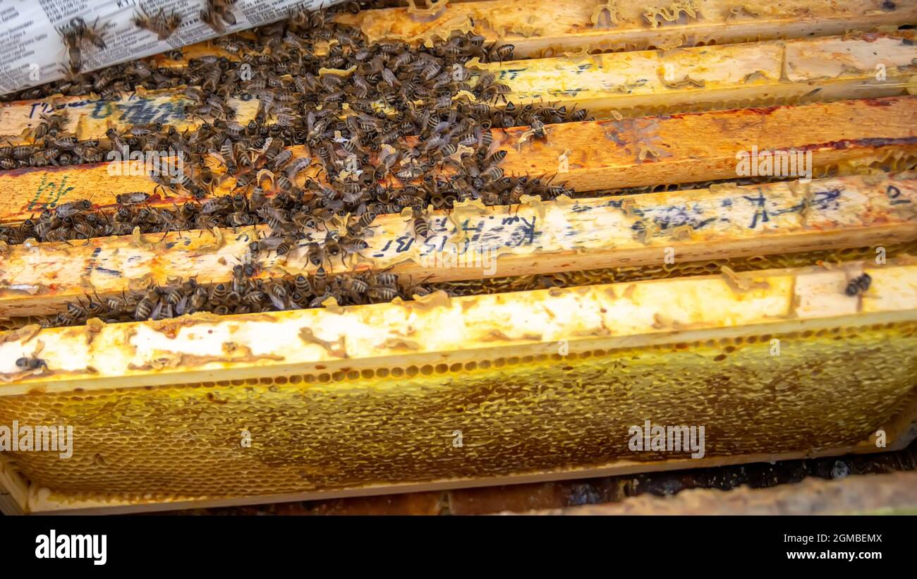 la grappe d'hiver est une grappe bien définie d'abeilles qui se forme à l'intérieur d'une ruche lorsque la température de l'air extérieur diminue la grappe d'hiver plus serrée et plus sévère Banque D'Images