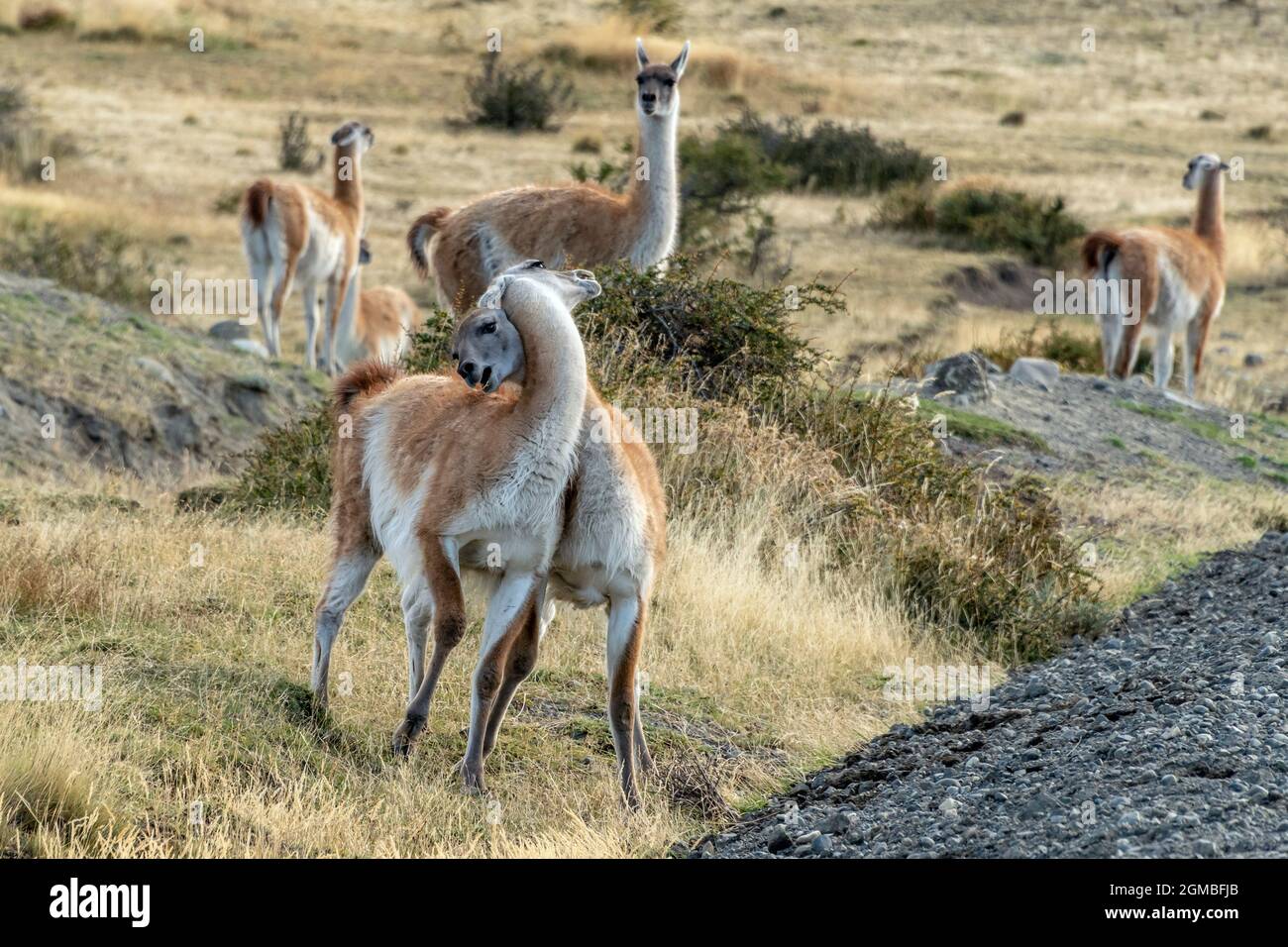 Lutte de domination entre une paire de guanacos mâles, Torres del Paine, Patagonie Banque D'Images