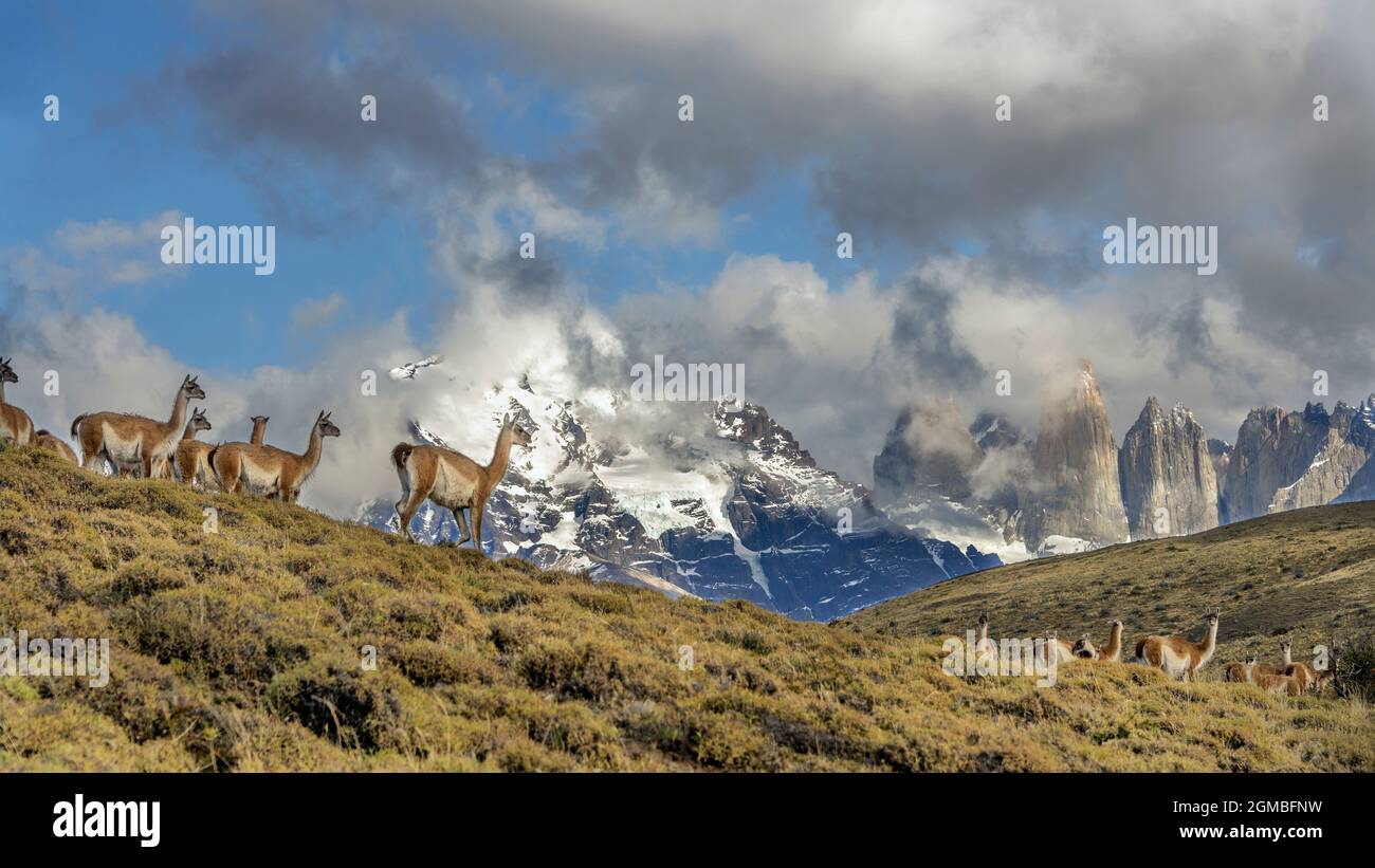 Troupeau de guanacos avec vue, Torres del Paine, Patagonie Banque D'Images
