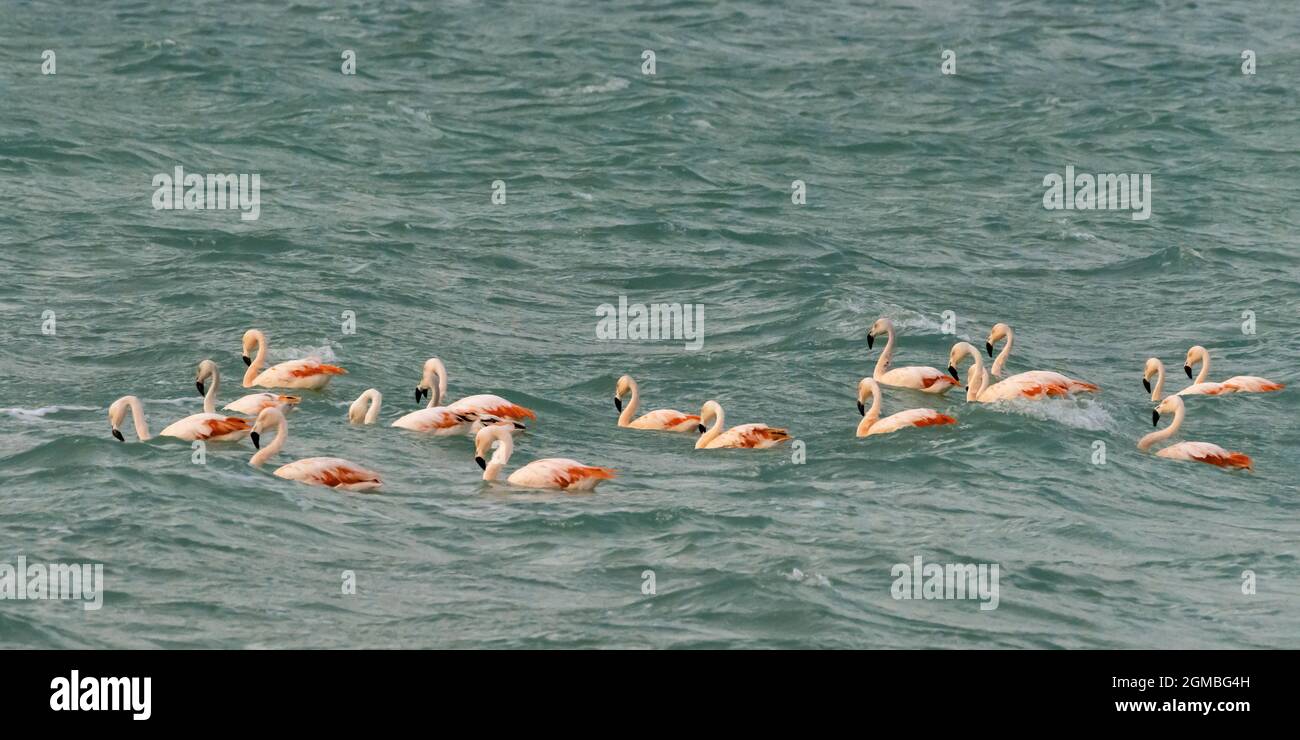 Un flamboyant de flamants roses passe les vagues sur le lac Salin Lago Amarga, parc national Torres del Paine, Patagonie Banque D'Images