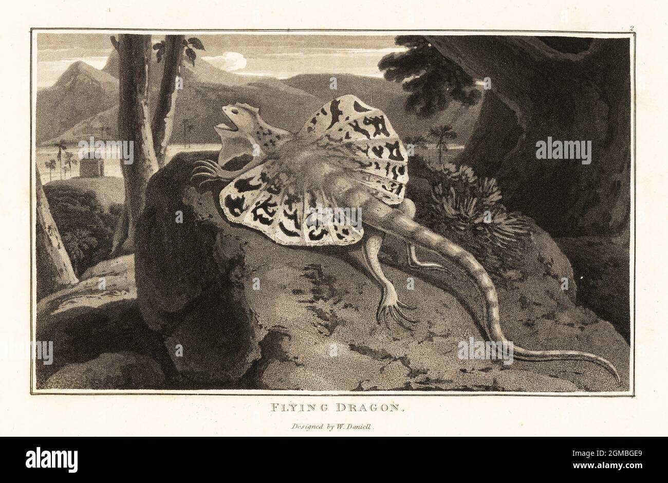 Dragon volant, Draco volans, se batasser sur un rocher. Aquatint dessiné et gravé par William Daniell de la zoographie de William Wood, Cadell et Davies, 1807. Banque D'Images
