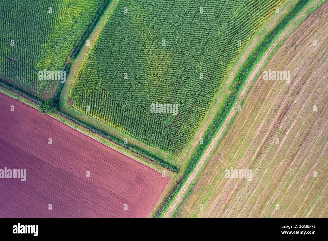 Photographie de drone, Fields and Meadows Over Torbay, Devon, Angleterre, Europe Banque D'Images