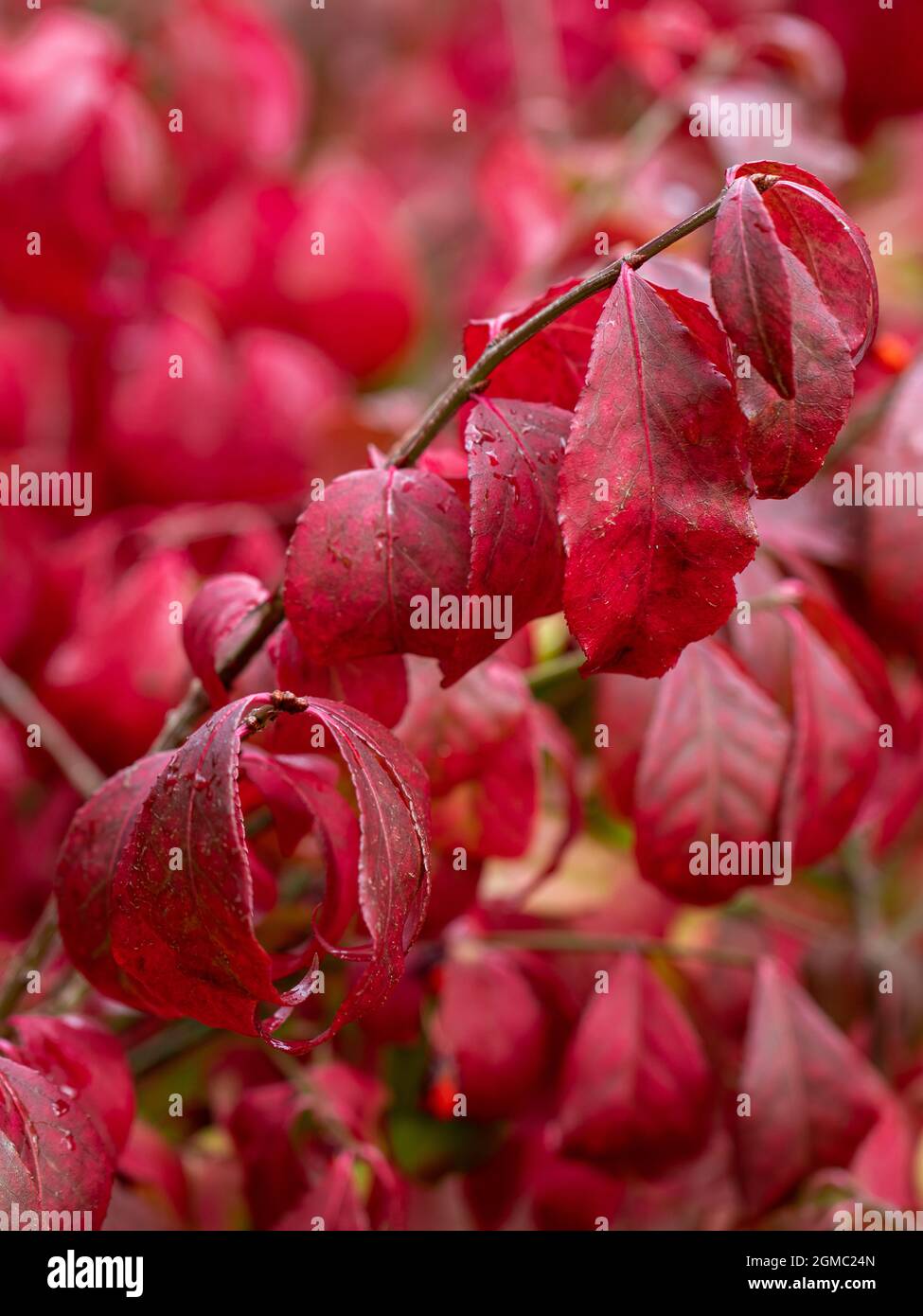 Gros plan d'Euonymus alatus montrant son feuillage d'automne rouge vif Banque D'Images