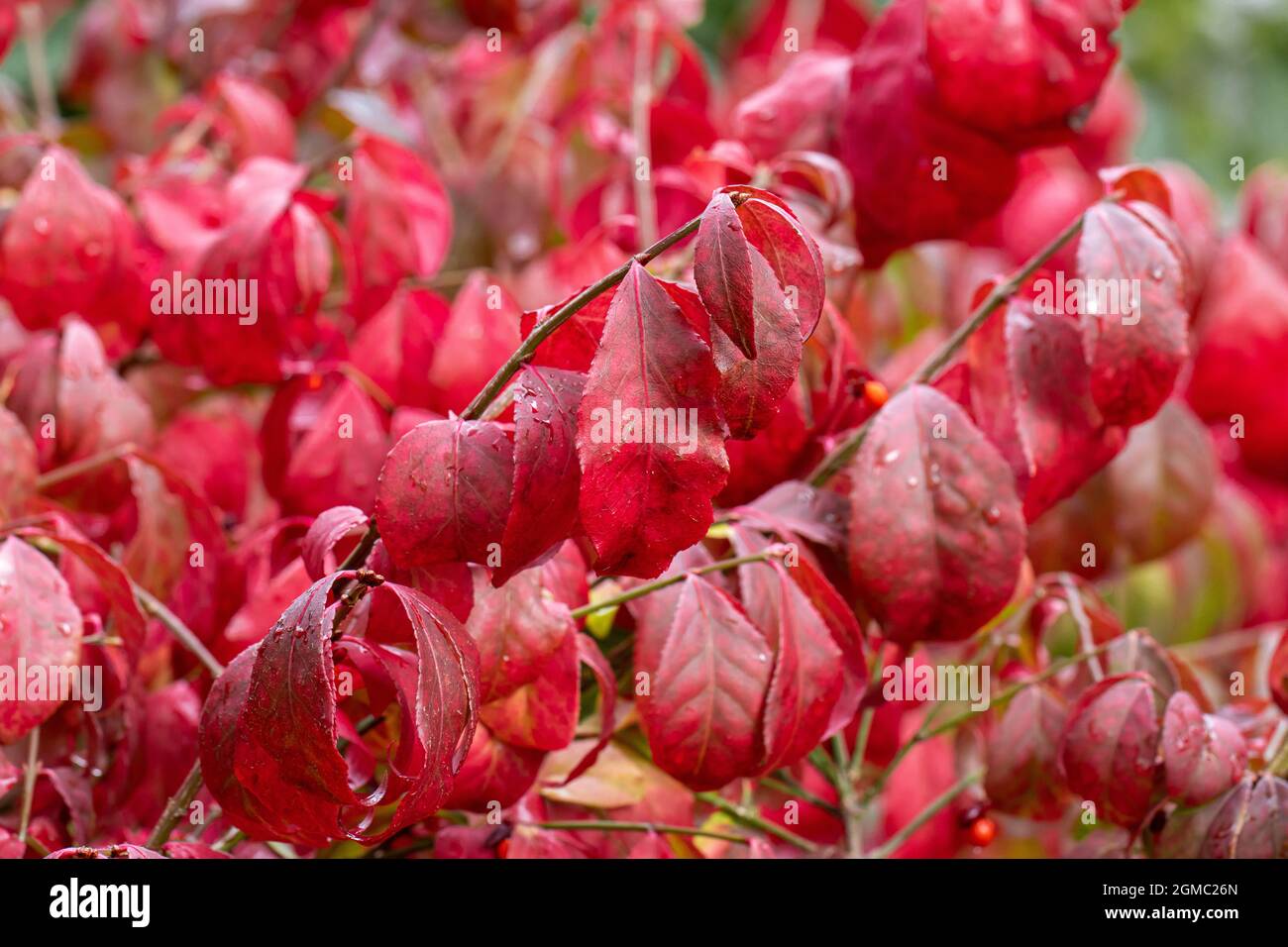Euonymus alatus montrant son feuillage d'automne rouge vif Banque D'Images