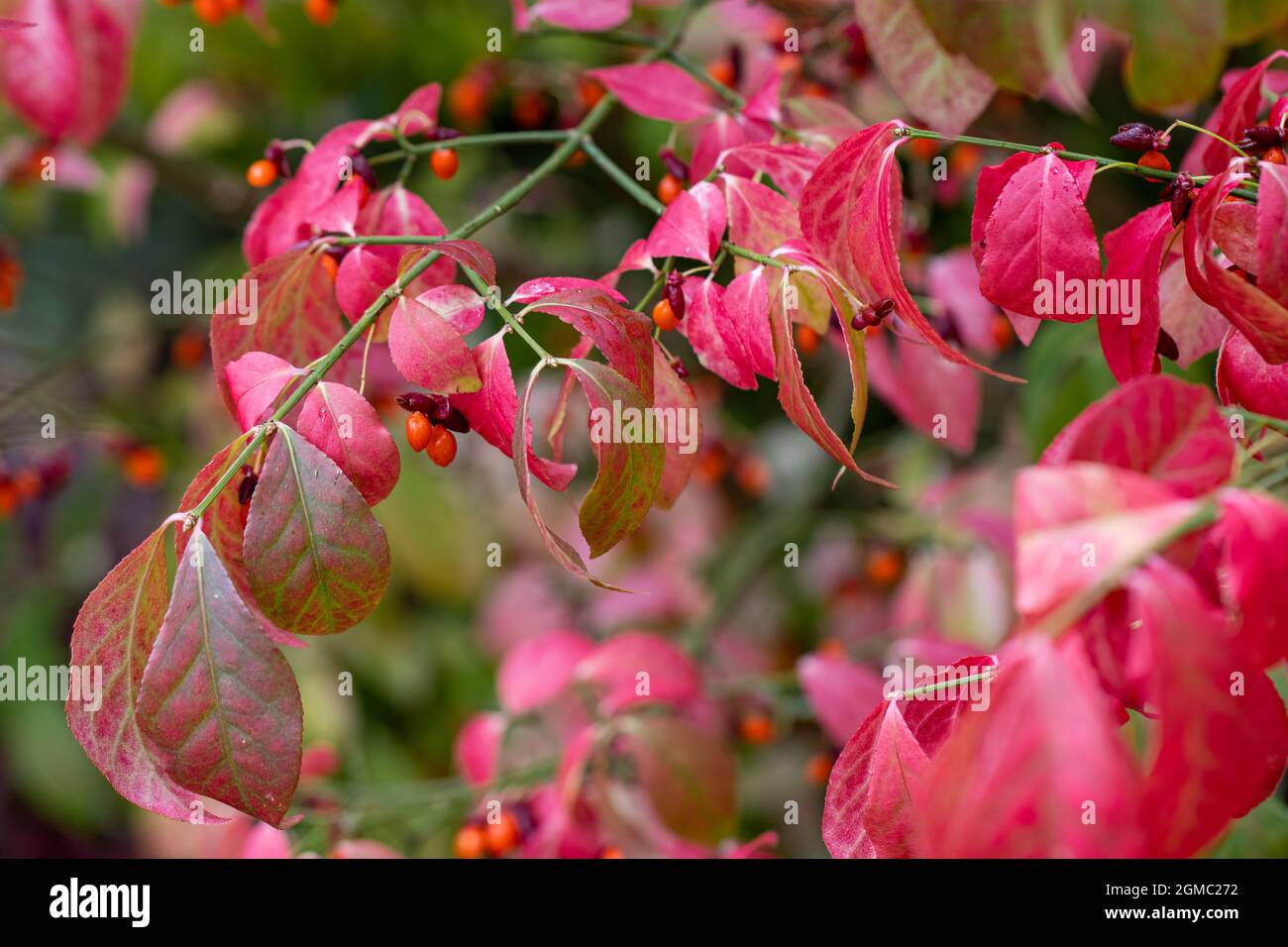 Ruisseau du bois Euonymus alatus avec feuillage d'automne et baies rouges Banque D'Images