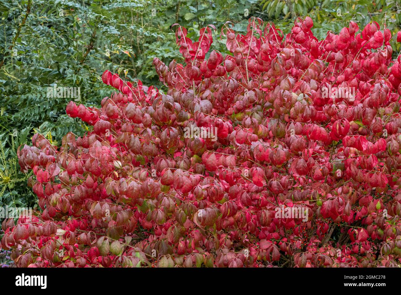Grand Euonymus alatus montrant son feuillage d'automne rouge vif Banque D'Images