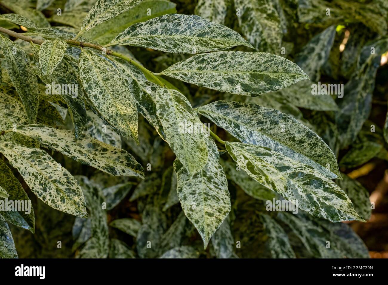 Prunus laurocerasus Castlewellan feuillage variégé Banque D'Images