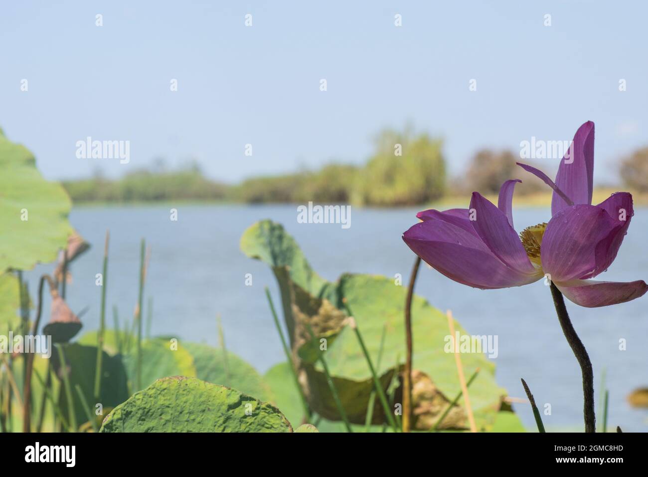 Le Lotus fleurit sur les berges du nord de l'australie Banque D'Images