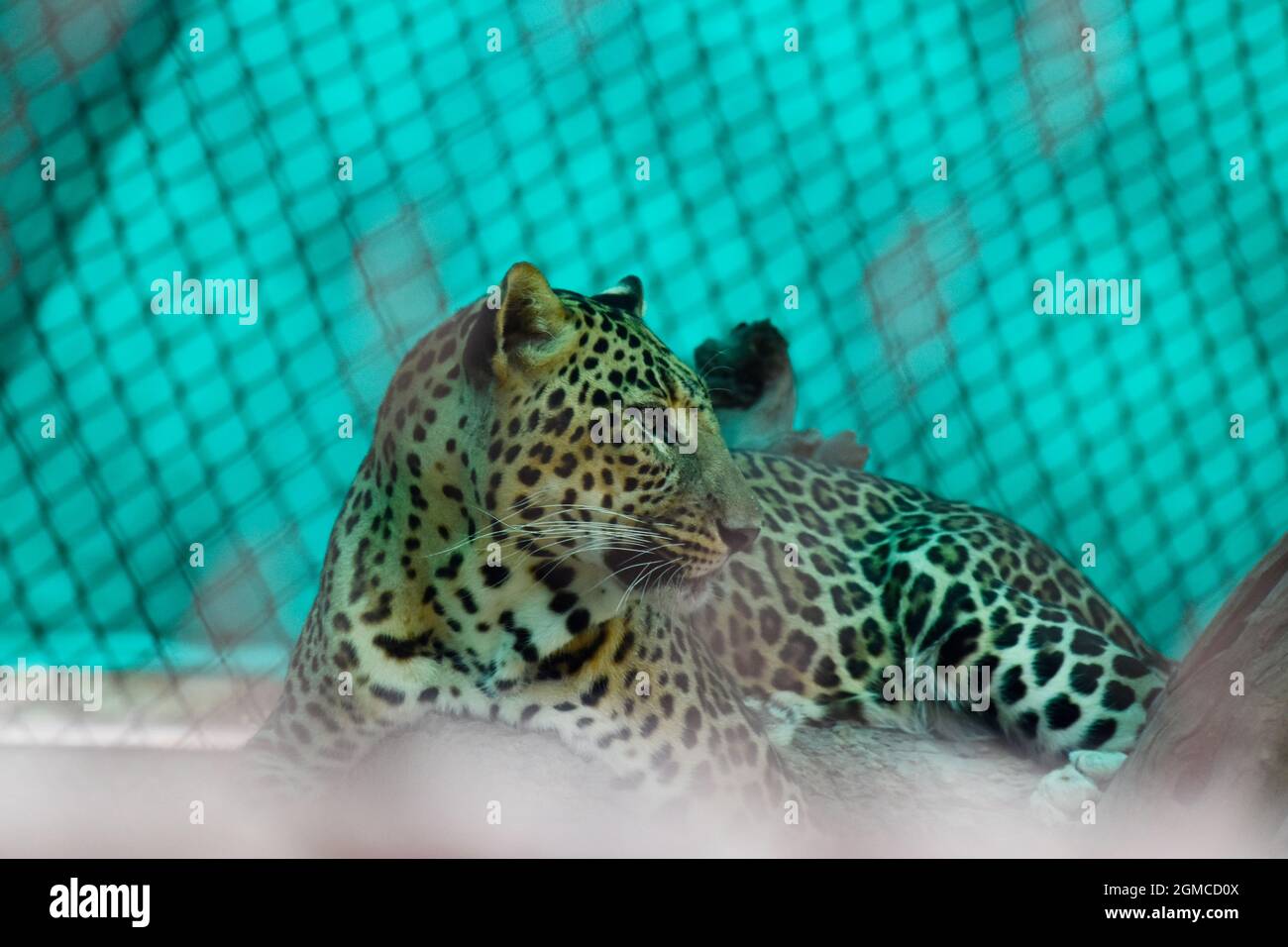 chat jaguar en cage dans le zoo, animal sauvage. Banque D'Images