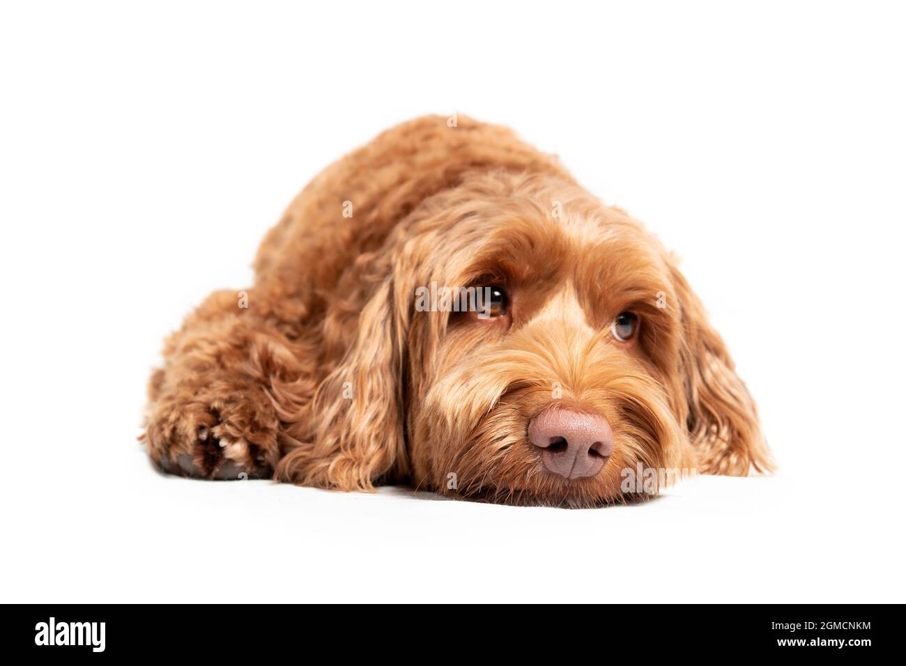 Labraddoodle chien couché sur le sol avec une expression triste ou endormi. Adorable chien doux au nez rose et aux sourcils adorables, qui regarde vers le haut. Sélectif Banque D'Images