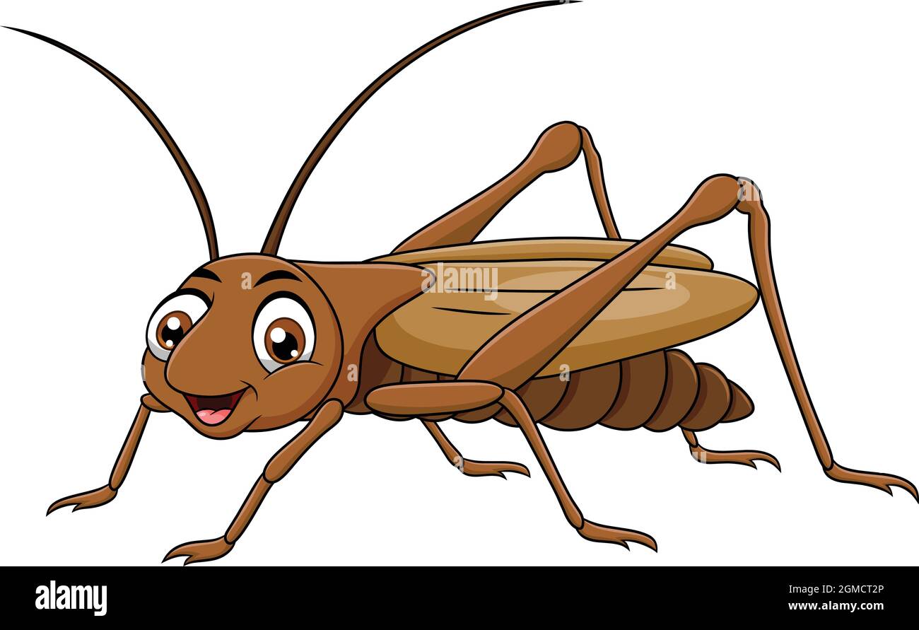 Illustration de vecteur de dessin animé d'insecte de Cricket mignon Illustration de Vecteur