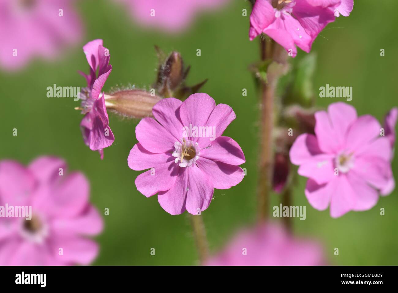 Campion Silene dioica - rouge Banque D'Images