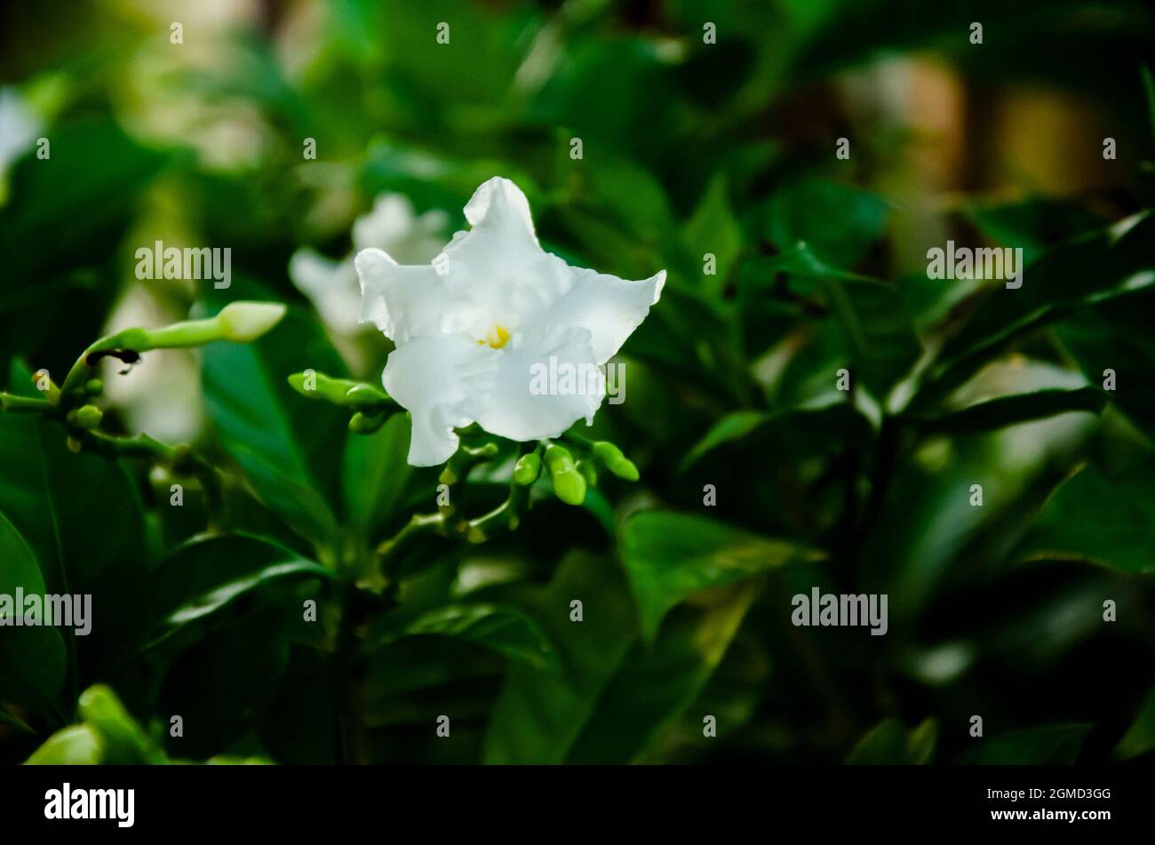 Gros plan de LA PLANTE DE CRÊPE DE JASMIN avec une seule fleur et des bourgeons et des feuilles vertes isolées avec un fond flou dans le soleil du matin dans le jardin. Banque D'Images