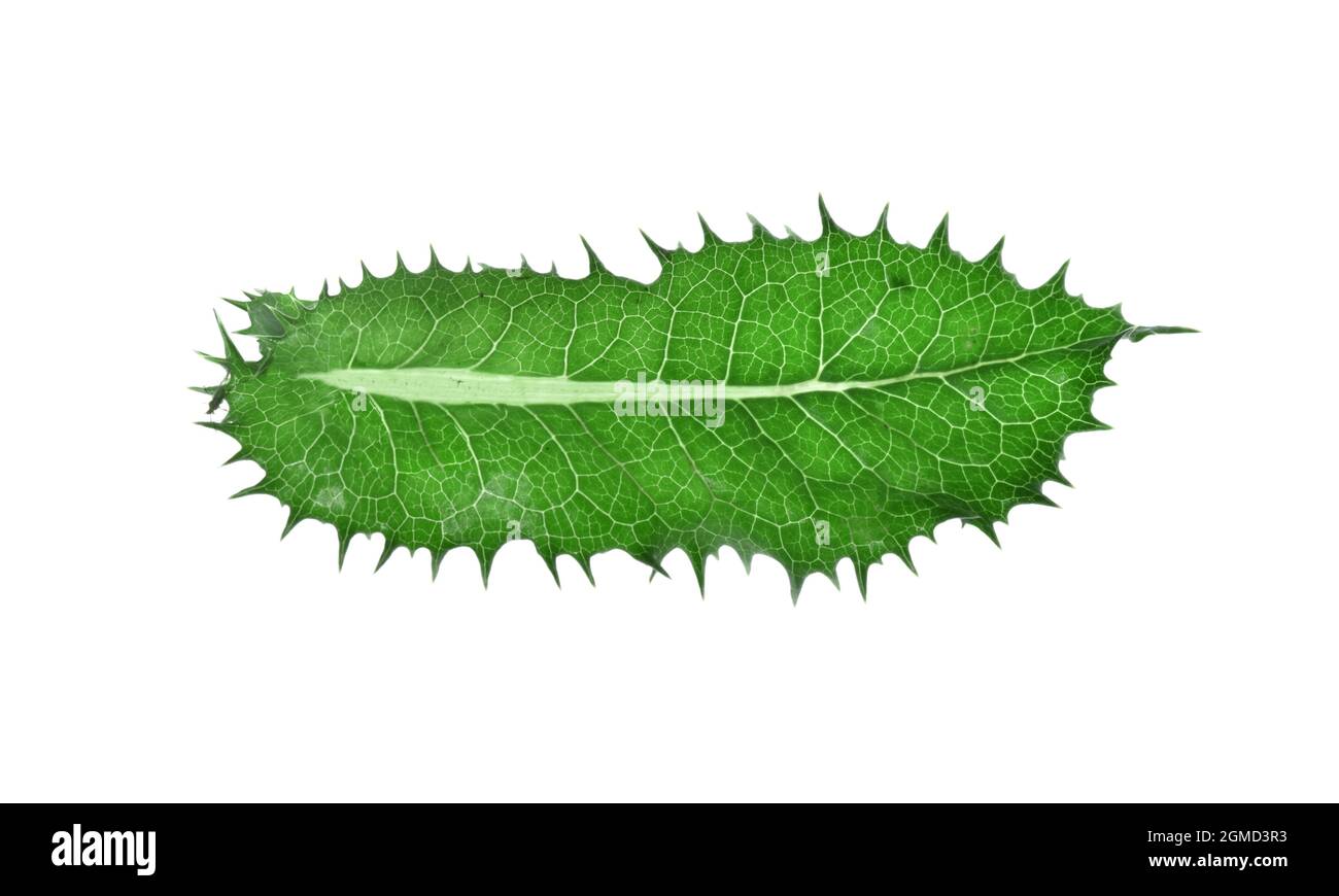 Le laiteron piquant - Sonchus asper Banque D'Images