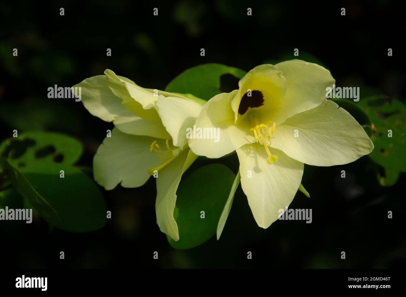 Mise au point sélective sur LES fleurs DE BAUHINIA TOMENTOSA isolées en arrière-plan flou au soleil du matin. Fleurs blanches, jaunes et violettes. Belles fleurs. Banque D'Images