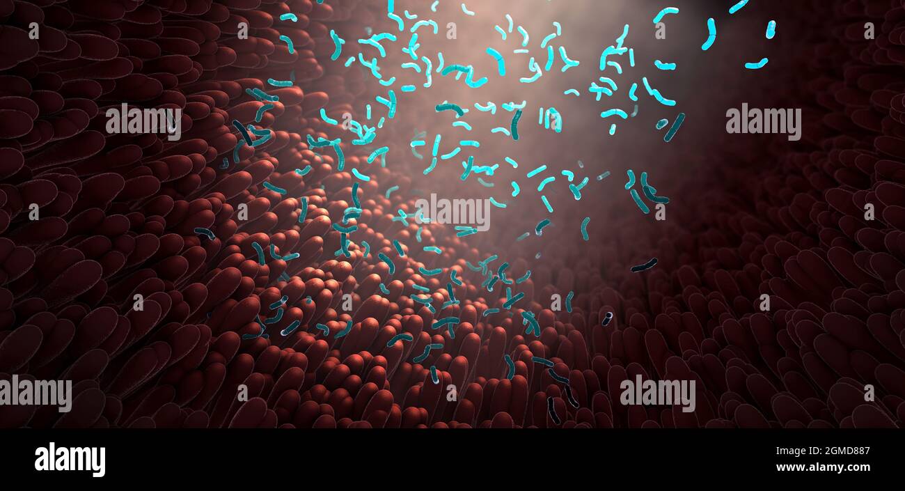 Microbiote intestinal microscope Banque de photographies et d’images à ...