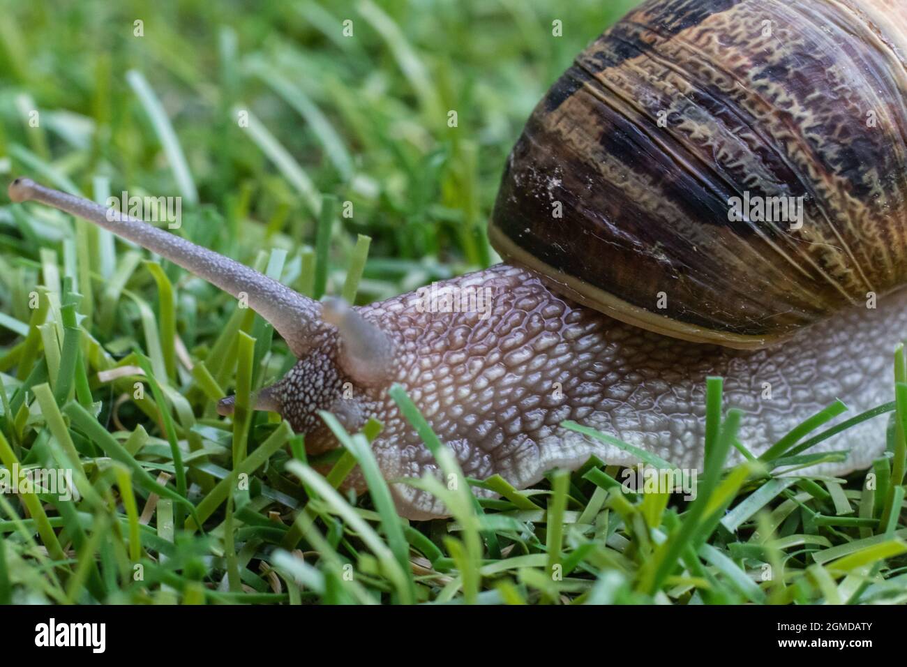 Les escargots Banque D'Images