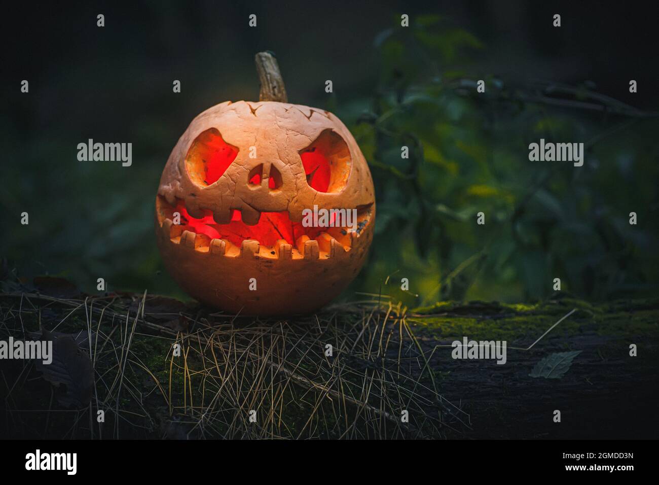 Jack O Lantern, avec un visage méchant. Citrouille sculptée pour Halloween sur un arbre tombé dans des bois de nuit. Mystérieuse Halloween soir fond gris avec Banque D'Images