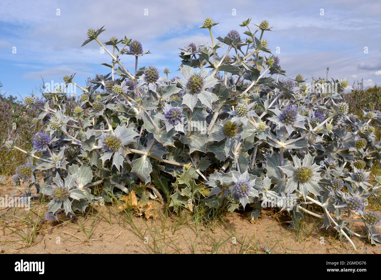 Mer-houx - Eryngium maritimum Banque D'Images