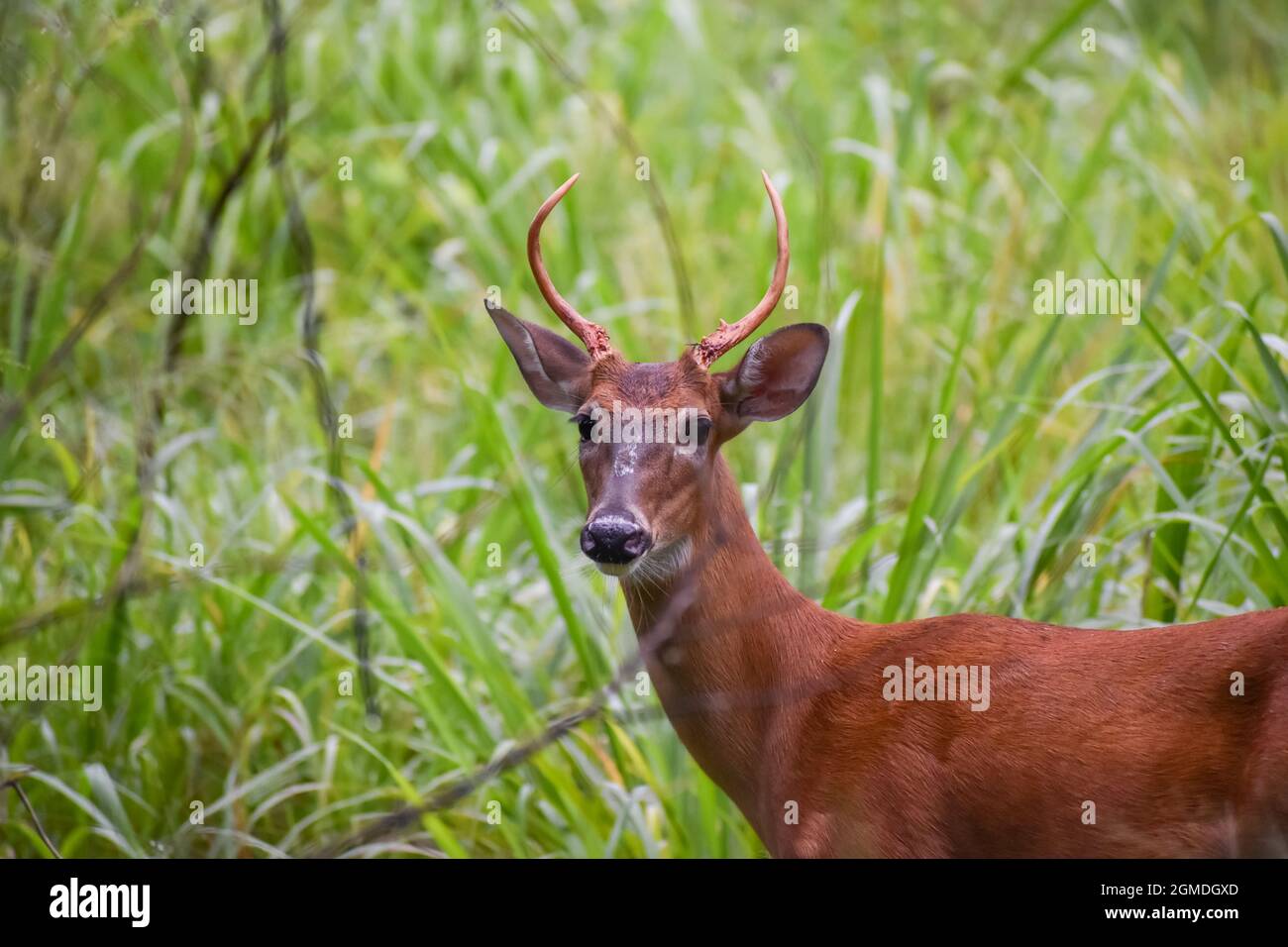 Jeunes cerfs en buck dans les bois de Floride Banque D'Images