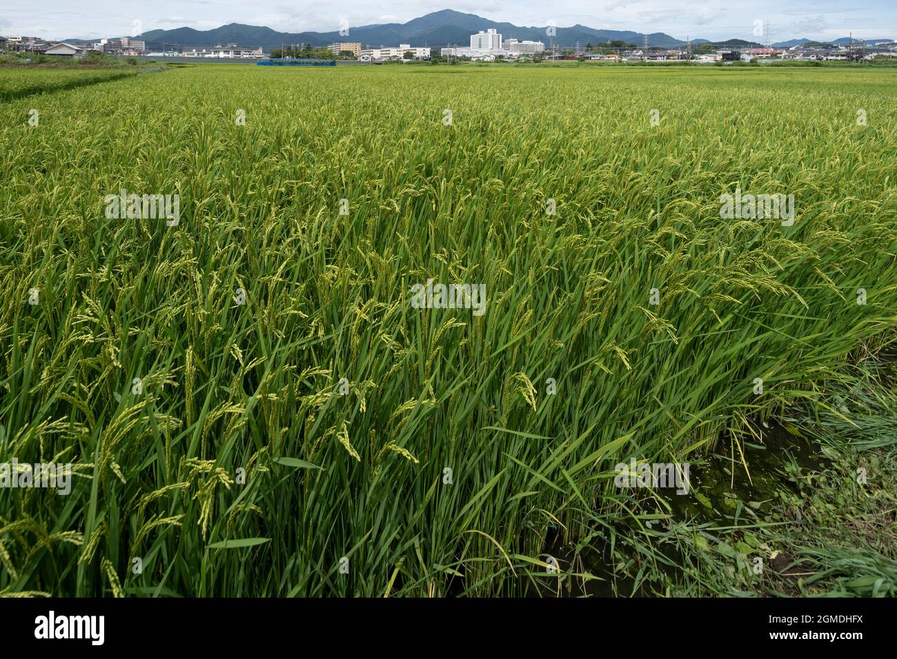 Jour nuageux, 22 août 2021 (été), ville d'Isehara, préfecture de Kanagawa, Japon Banque D'Images