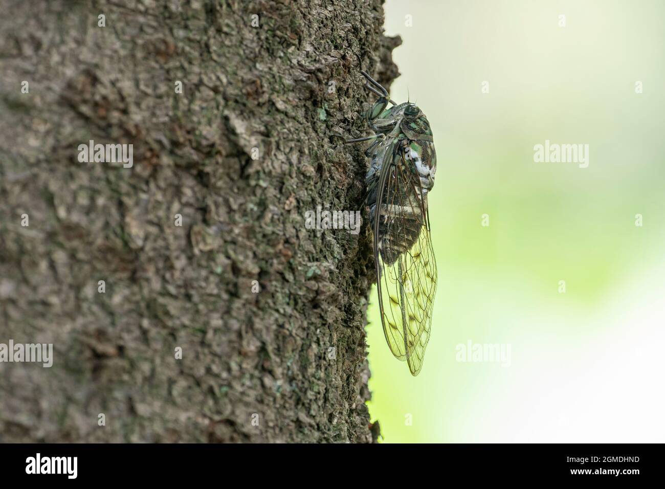 Min-min cicada ( Hyalessa maculaticollis ), ville d'Isehara, préfecture de Kanagawa, Japon Banque D'Images