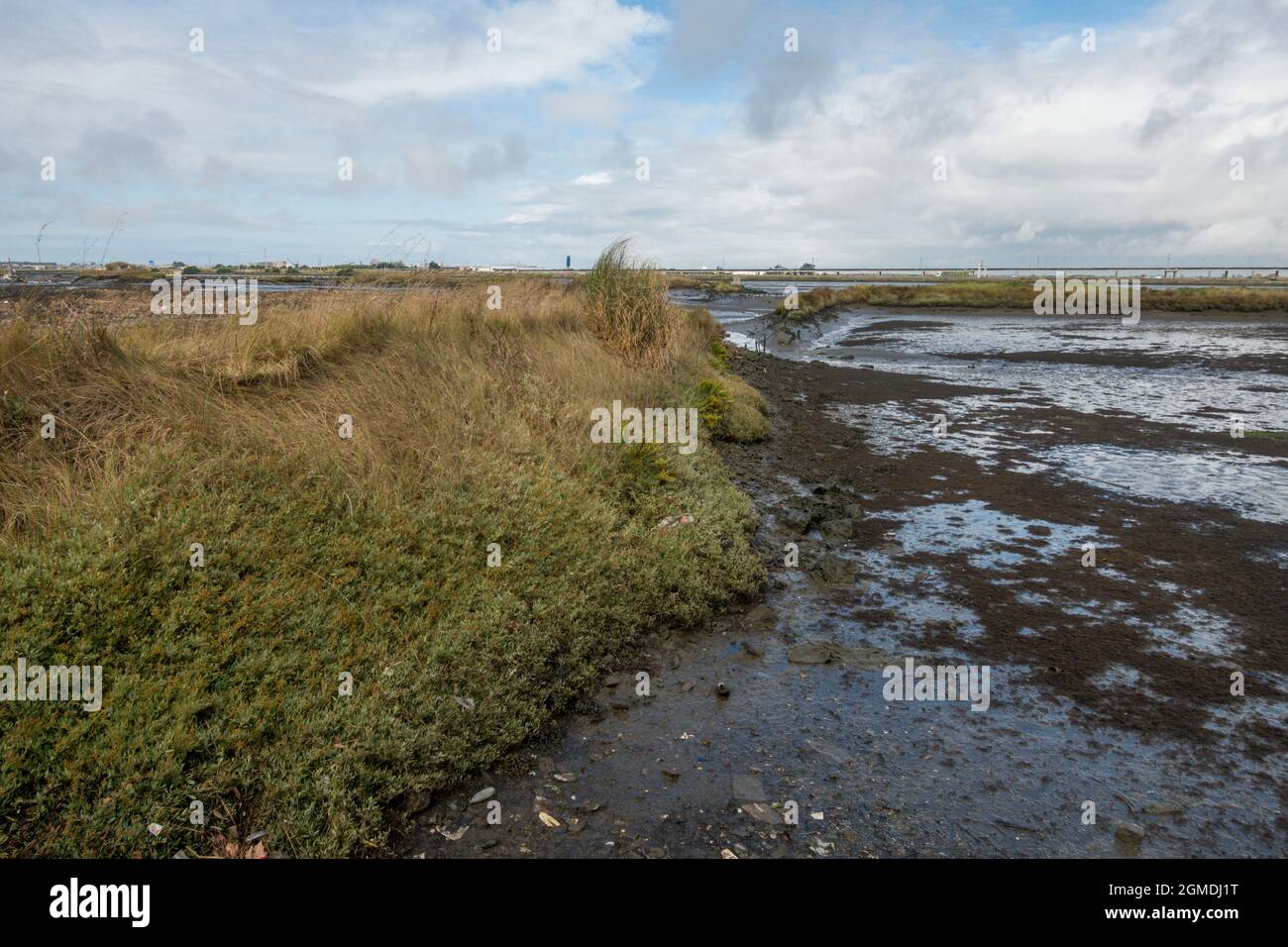 Marais salants, marais, marécages d'Aveiro, réserve naturelle, Portugal. Banque D'Images