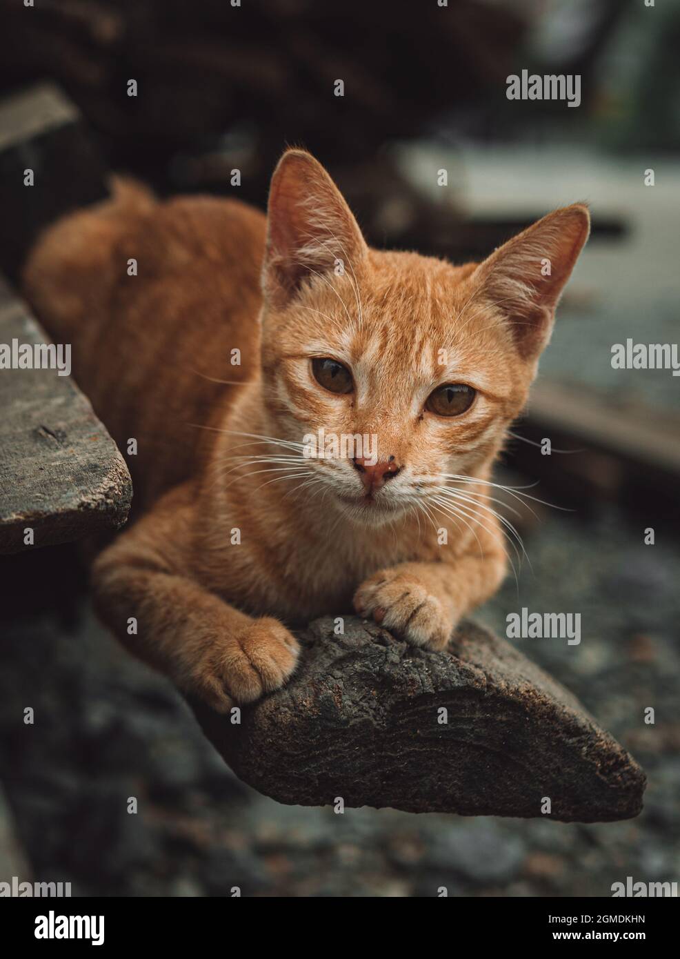 chat sur une planche de bois Banque D'Images