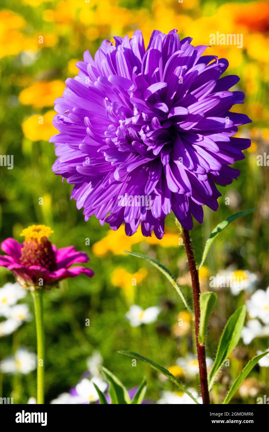 Fleur d'Aster bleue sur tige fond coloré Banque D'Images