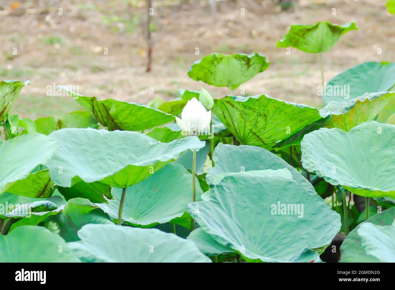 lotus ou Lotus blanc dans l'étang, Lotus indien Banque D'Images