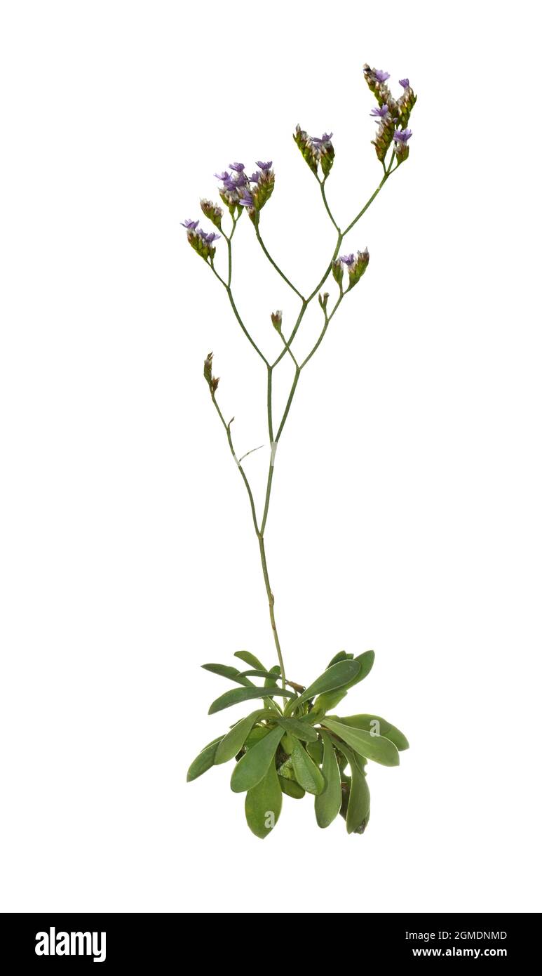 Grande mer-lavande - Limonium procerum subsp. Procerum Banque D'Images