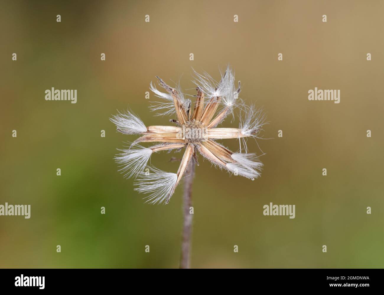 Barbe de faucon - Crepis foetida Banque D'Images