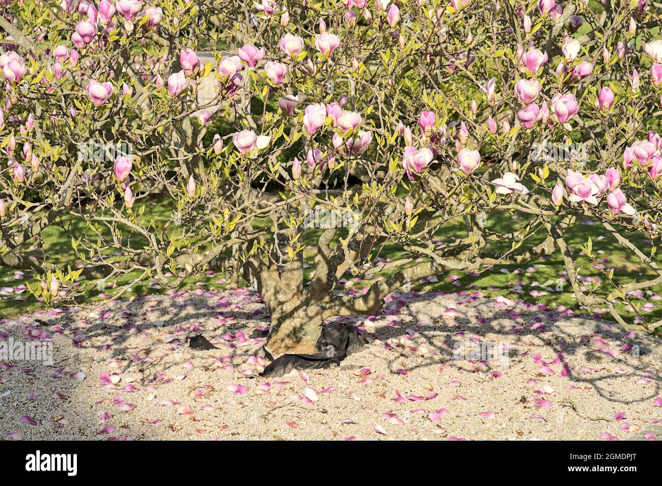 Belle vue rapprochée des racines et des pétales tombés d'un arbre rose de la soucoupe magnolia chinoise (Magnolia Soulangeana), avec paillage rond en pierre grise Banque D'Images