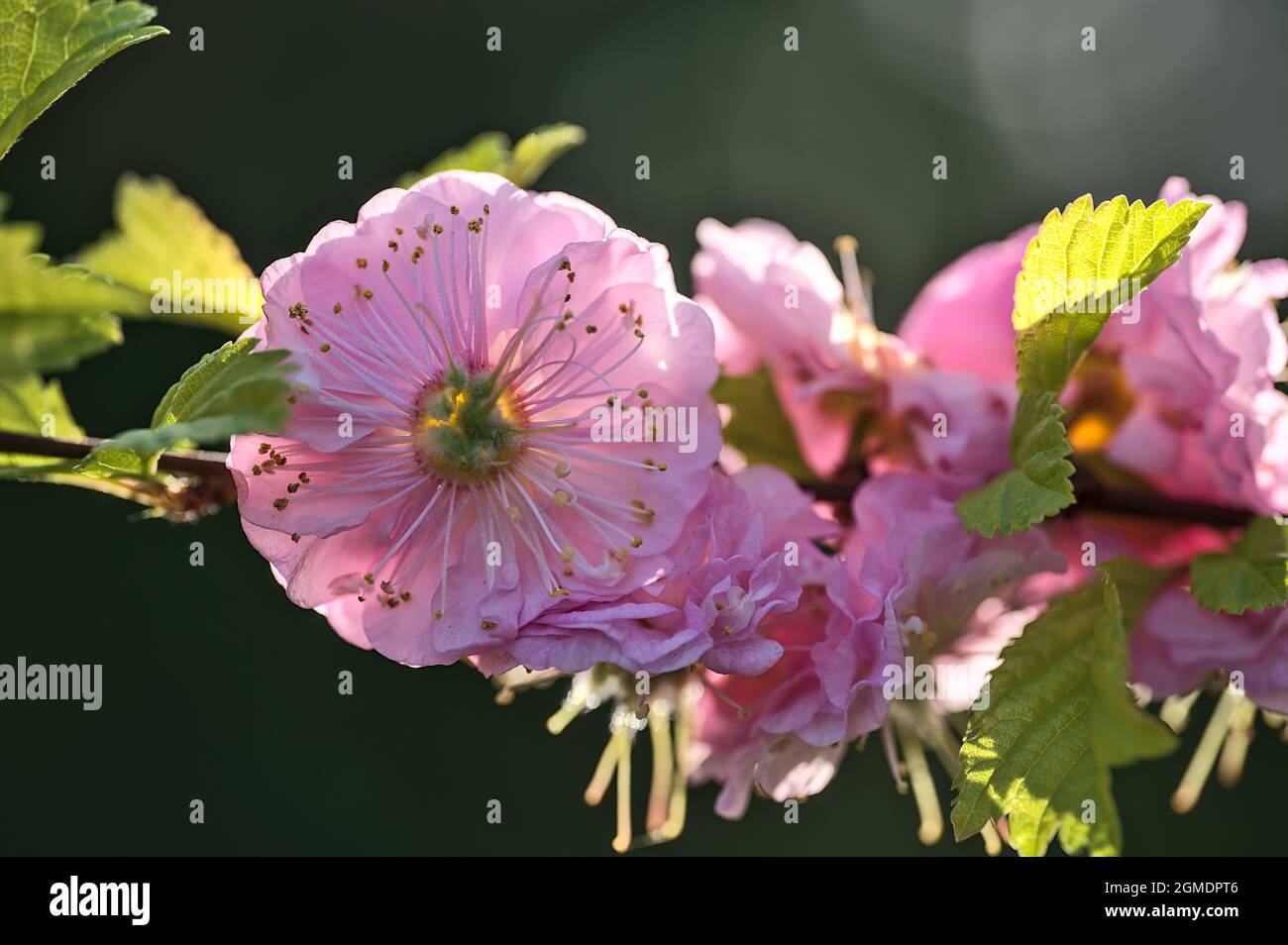 Vue macro des fleurs délicates d'amandiers roses de printemps (Prunus triloba 'Multiplex') sur la branche de l'arbre sur fond vert flou Banque D'Images