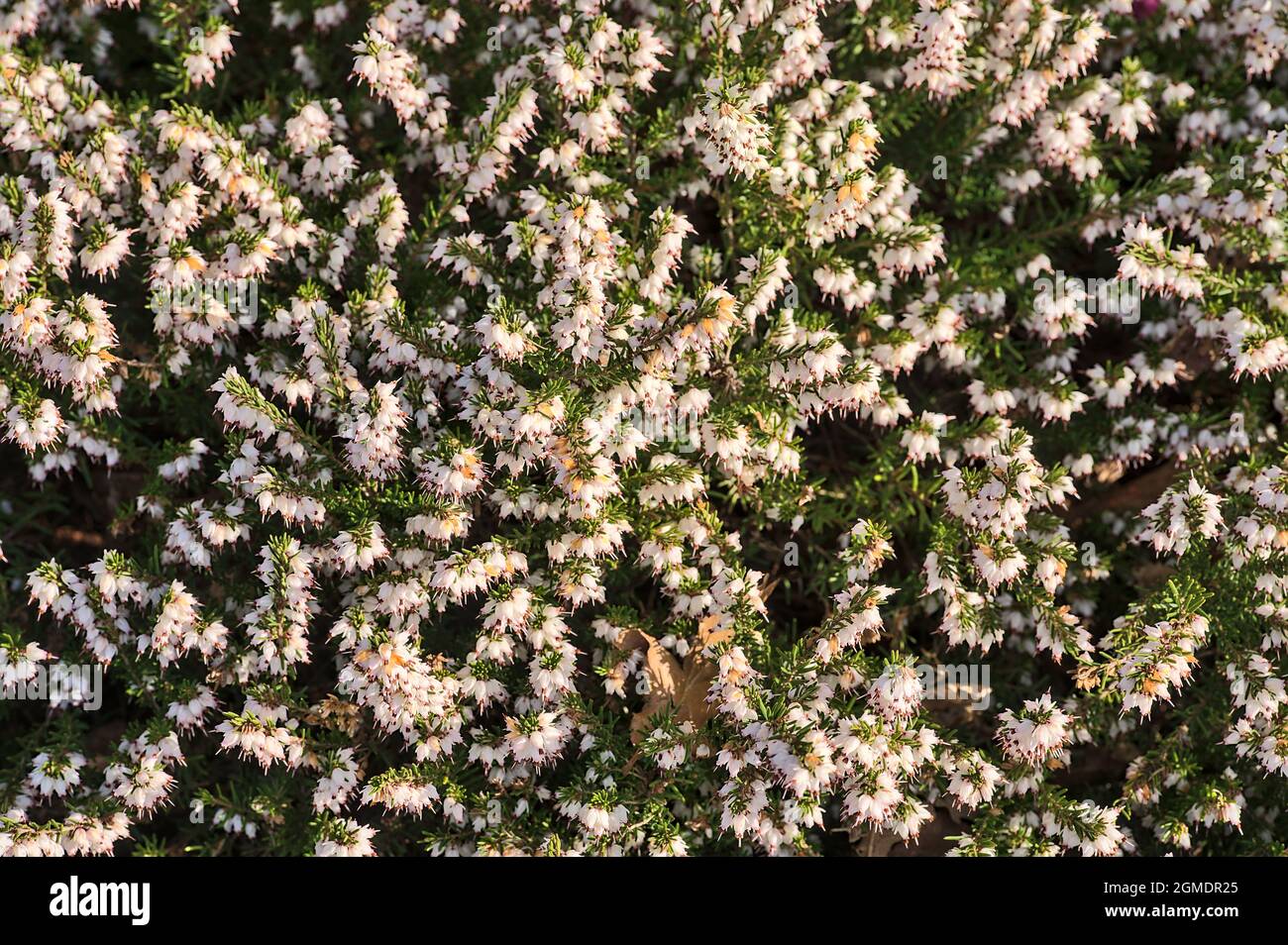 Magnifique fond de printemps de fleurs de bruyère blanches méditerranéennes  (Erica Arborea) avec des feuilles vertes ressemblant à des aiguilles qui  poussent et fleurissent à l'université Photo Stock - Alamy