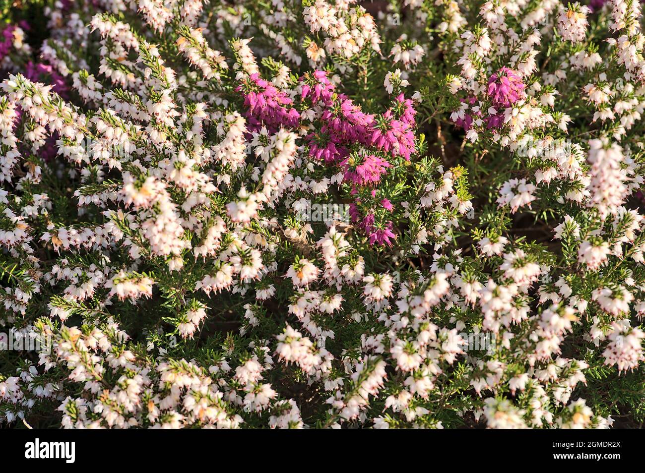 Magnifique fond de printemps de fleurs de bruyère blanches et violettes méditerranéennes (Erica Arborea) avec feuillage vert ressemblant à des aiguilles qui pousse et fleurit Banque D'Images