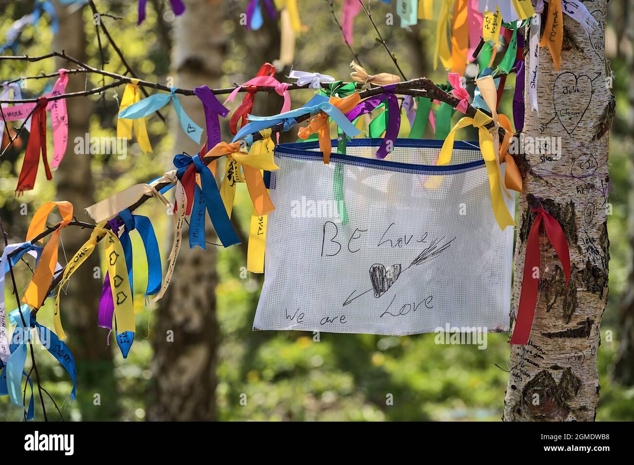 Soyez Amour, nous sommes Amour.gros plan de nombreux rubans de couleurs différentes liés sur les branches de l'arbre de bouleau de printemps vu sur le campus universitaire, Dublin, Irlande Banque D'Images