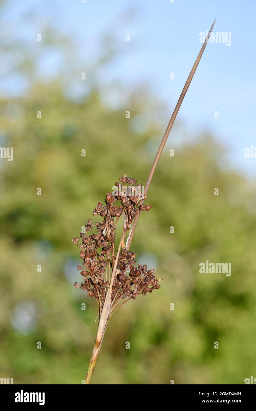 Pointe vive - Juncus acutus Banque D'Images