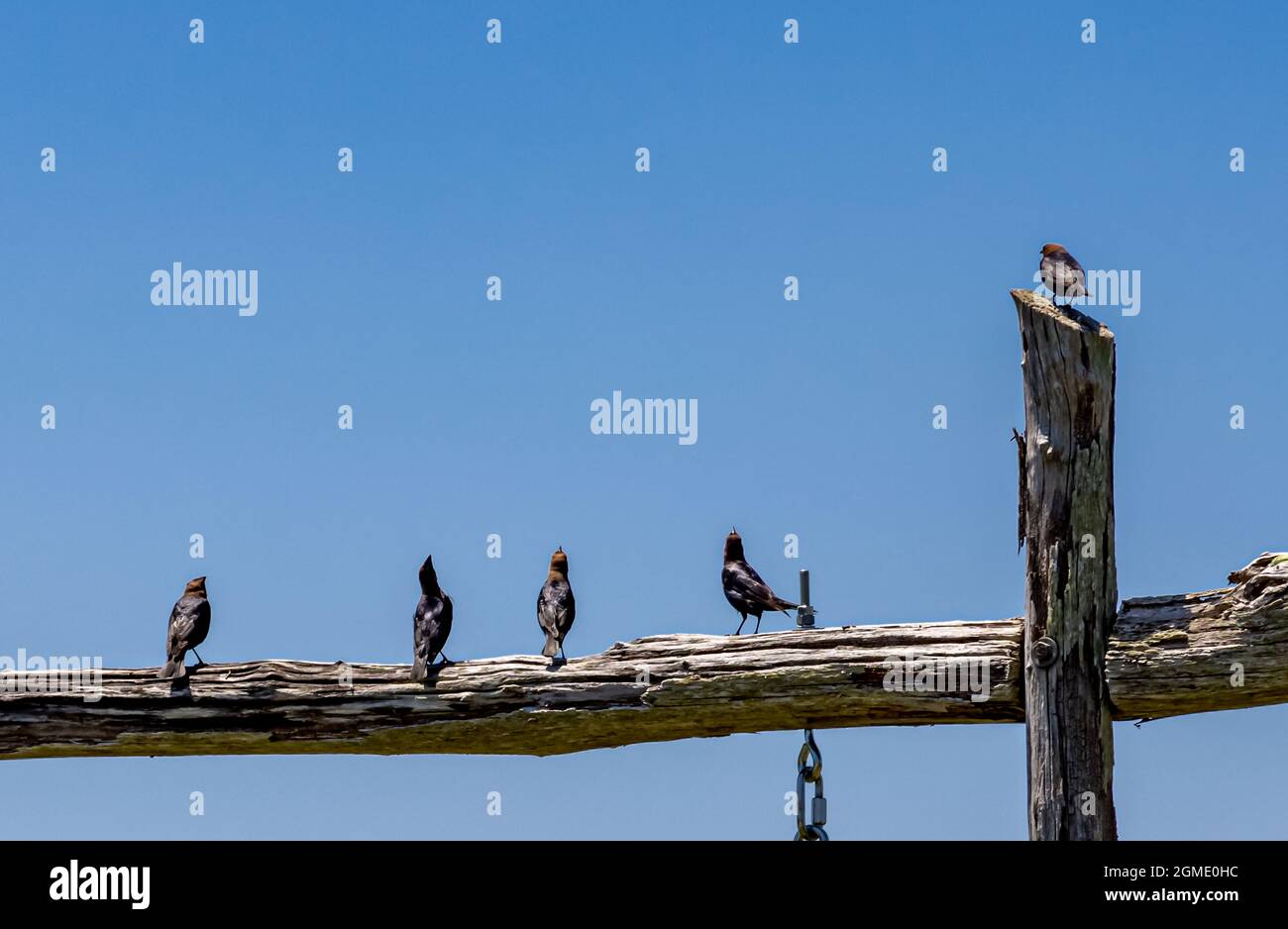 Cinq oiseaux sur une structure en bois avec un ciel bleu vif Banque D'Images